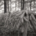 corn-husks_jeff-thomas_007_1980