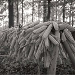 a large bunch of corn hung outside to dry